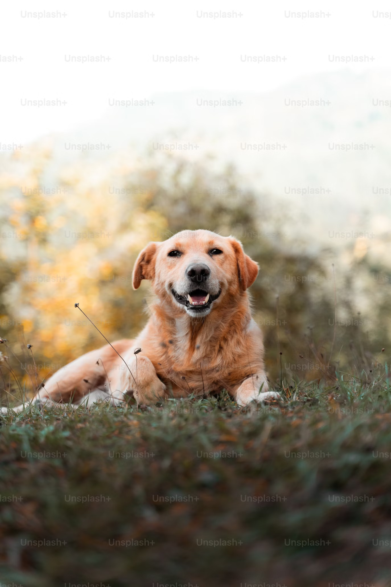 smiling dog